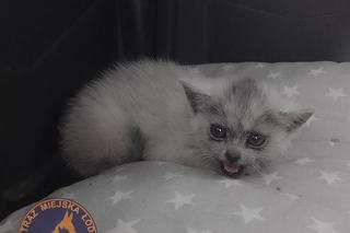 Utknął pod maską samochodu. Po interwencji zyskał nowy dom