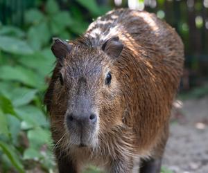 Kapibary przejmują łódzkie ZOO! Do dwóch samic dołączył samiec