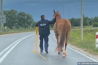 Policjanci zaopiekowali się koniem