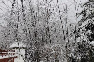 Leśnicy ostrzegają - uwaga na okiść! Nie wchodźcie do lasów, łamią się drzewa i gałęzie [GALERIA]