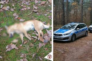 Makabryczne odkrycie w lesie koło Puław. Grzybiarze znaleźli dwa przywiązane do drzewa psy. Jeden był uduszony