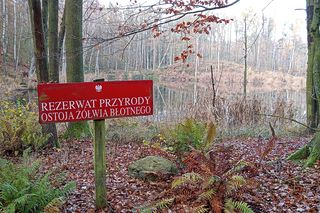 Królestwo żółwia błotnego w sercu Wielkopolski. Niewielu o nim słyszało