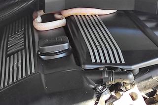 Wąż siedział pod maską samochodu