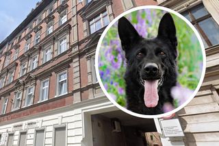 Ukochany pies wypadł z okna na 4. piętrze. Nie udało się go uratować