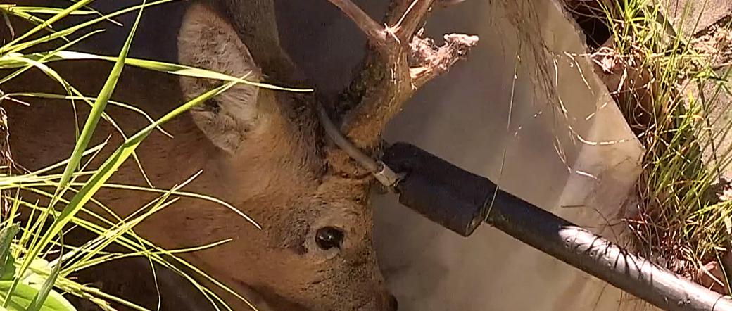 Ucięli mu rogi, by uratować życie