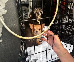 Skandal w pseudohodowli pod Krakowem! Psy żyły we własnych odchodach. Właścicielce grozi więzienie