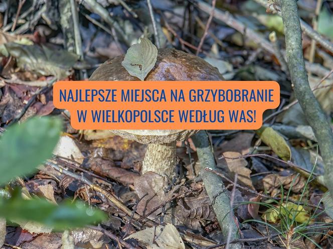 Najlepsze miejsca do grzybobrania w Wielkopolsce