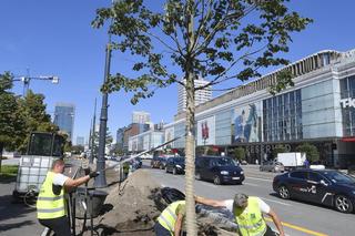 Zazielenianie stolicy. Posadzą 2137 nowych drzew i krzaków! „Nowoczesna Warszawa to miasto zielone”