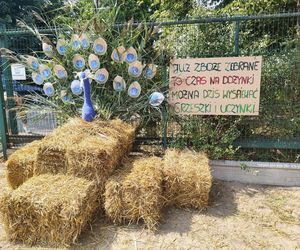 Dożynki w Gminie Mirzec. Tradycja i nowoczesność