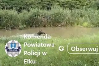 Łoś pływał w rzece i spacerował po Ełku! 
