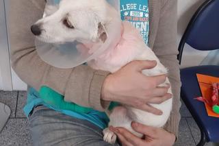 Szczeniak Fado marzy o zdrowych łapkach