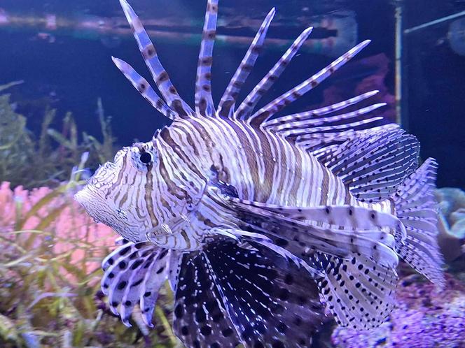 Chorzowskie zoo budzi się do życia ZDJĘCIA