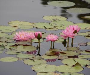 To jeden z najpiękniejszych ogrodów botanicznych w Polsce. Znajduje się na Dolnym Śląsku 