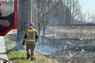 Pożar w Lubajnach pod Ostródą! Ogień zagraża schronisku dla zwierząt. Psy ewakuowane!