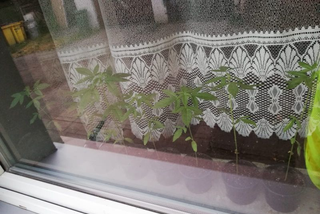 Ładne kwiatki! Pomysłowy hodowca uprawiał marihuanę na parapecie! Wpadł, gdy policjanci spojrzeli w okno mieszkania!