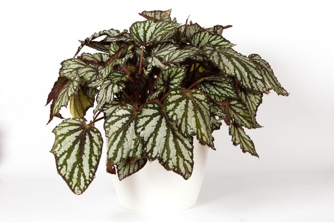 Begonia królewska