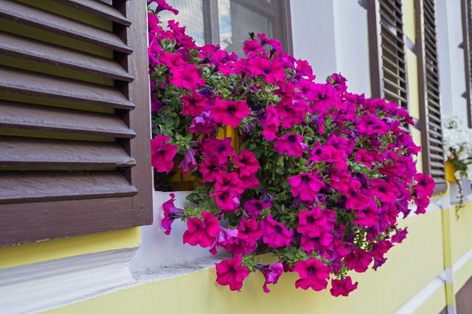 Kwiaty balkonowe