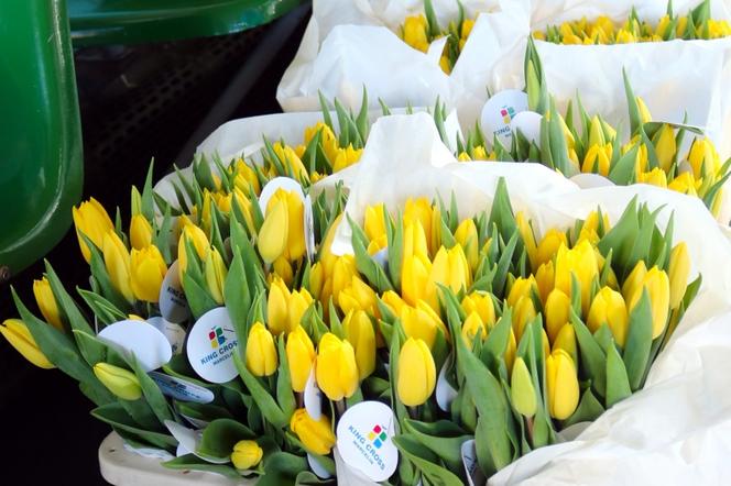 Tulipany dla poznanianek od MPK i King Cross Marcelin