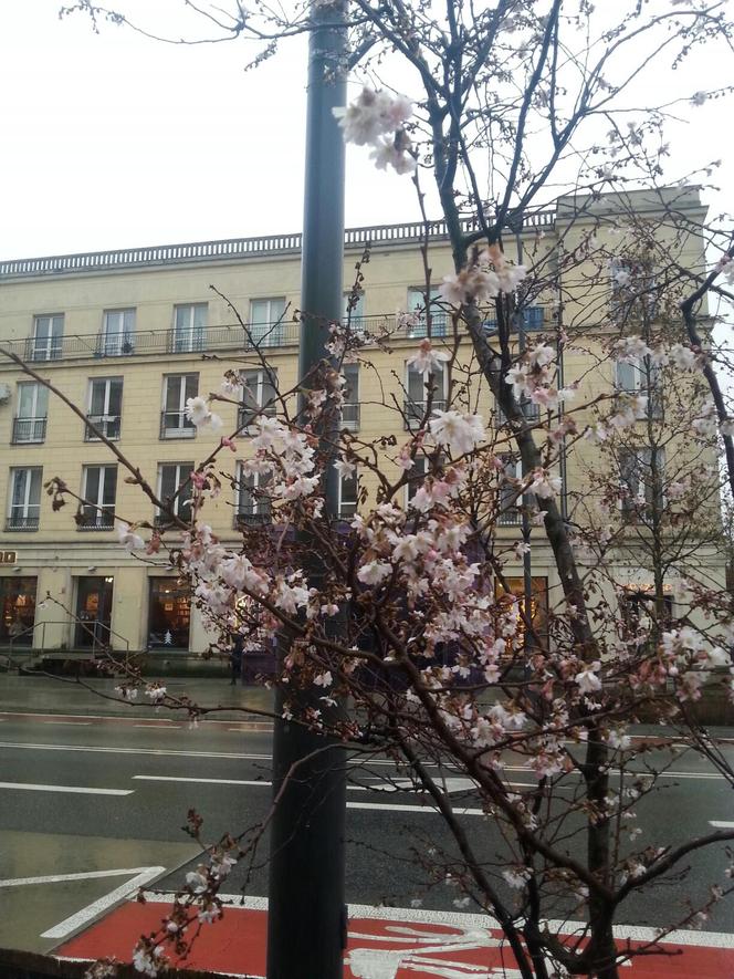 Kwitnące wiśnie przy ul. Świętokrzyskiej