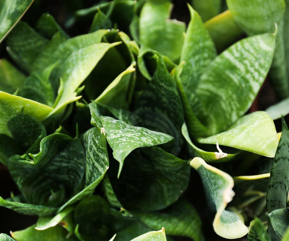 Język teściowej na sen? Ta roślina to must have w sypialni