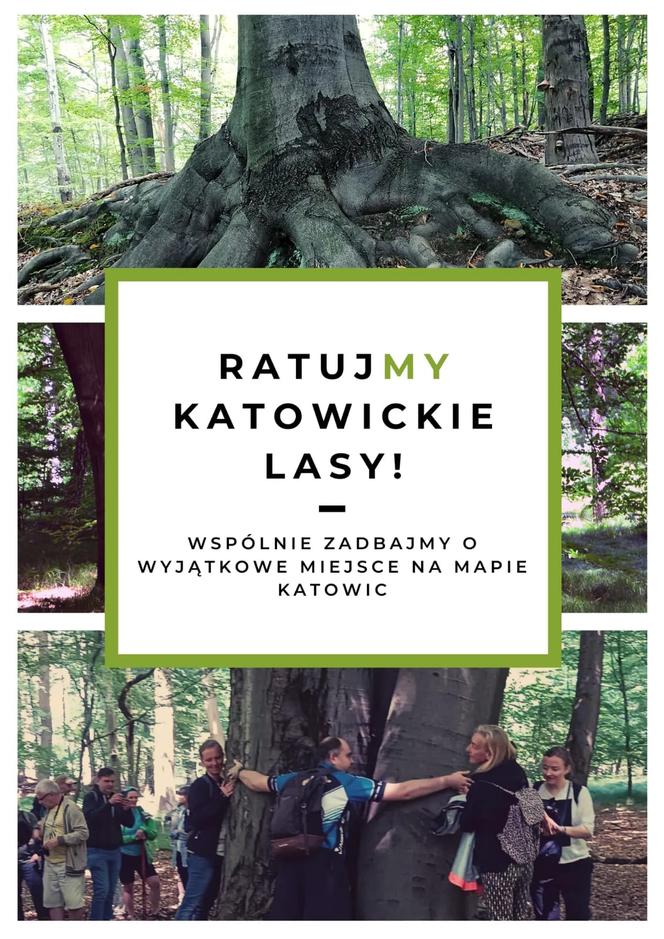 Drzewa w Lesie Murckowskim w Katowicach