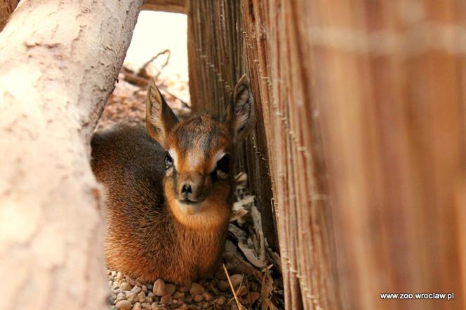 Nowy mieszkaniec wrocławskiego ZOO