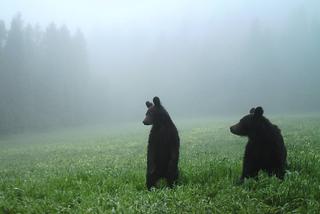 Bieszczadzkie niedźwiedzie wyczekują deszczu