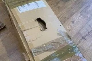 Najlepsze memy o ubieraniu choinki