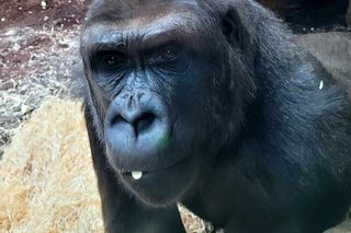 Nowe mieszkanki w ZOO Warszawa