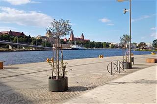 Drzewa w donicach opanowały Szczecin