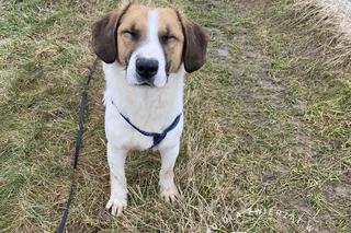 Sonia. Czeka na dom w Schronisku dla bezdomnych zwierząt w Zamościu