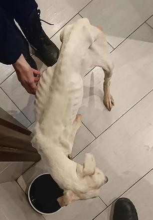 Łódź. Głodziła psa, bo robiła sobie paznokcie