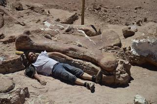 Szkielet największego dinozaur na świecie