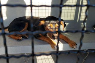 Strażnicy miejscy ruszyli na pomoc szczeniakowi