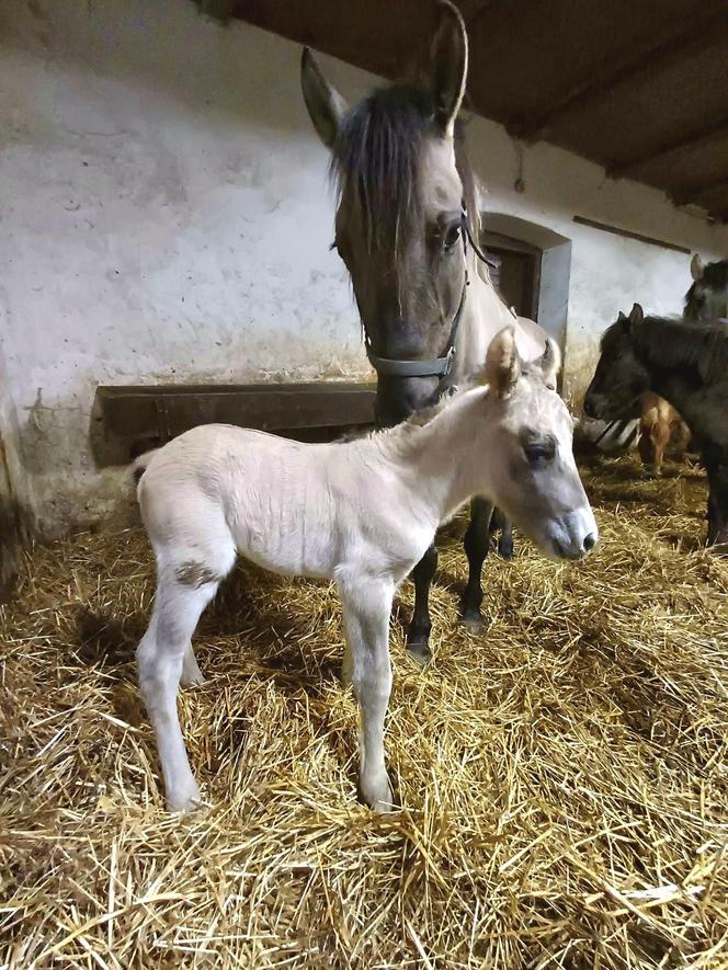 konik polski