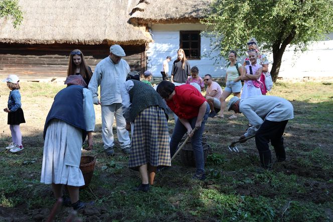 W skansenie w Lublinie pokazali, jak dawniej wyglądały wykopki kartoflane