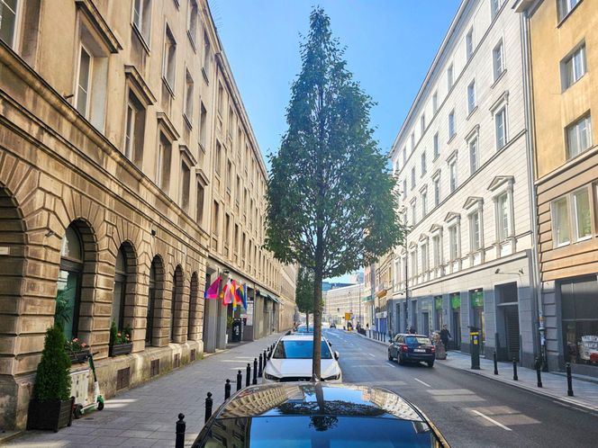 Nowe drzewa na ul. Mazowieckiej
