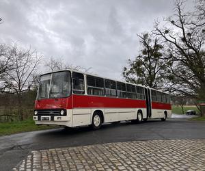 Nocna przejażdżka zabytkowymi autobusami. Klub Sympatyków Transportu Miejskiego zaprasza