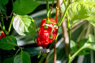 Będzie kolorowo i pikantnie! Nie jedna osoba się zaczerwieni. Ta wystawa nie jest dla każdego [ZDJĘCIA]