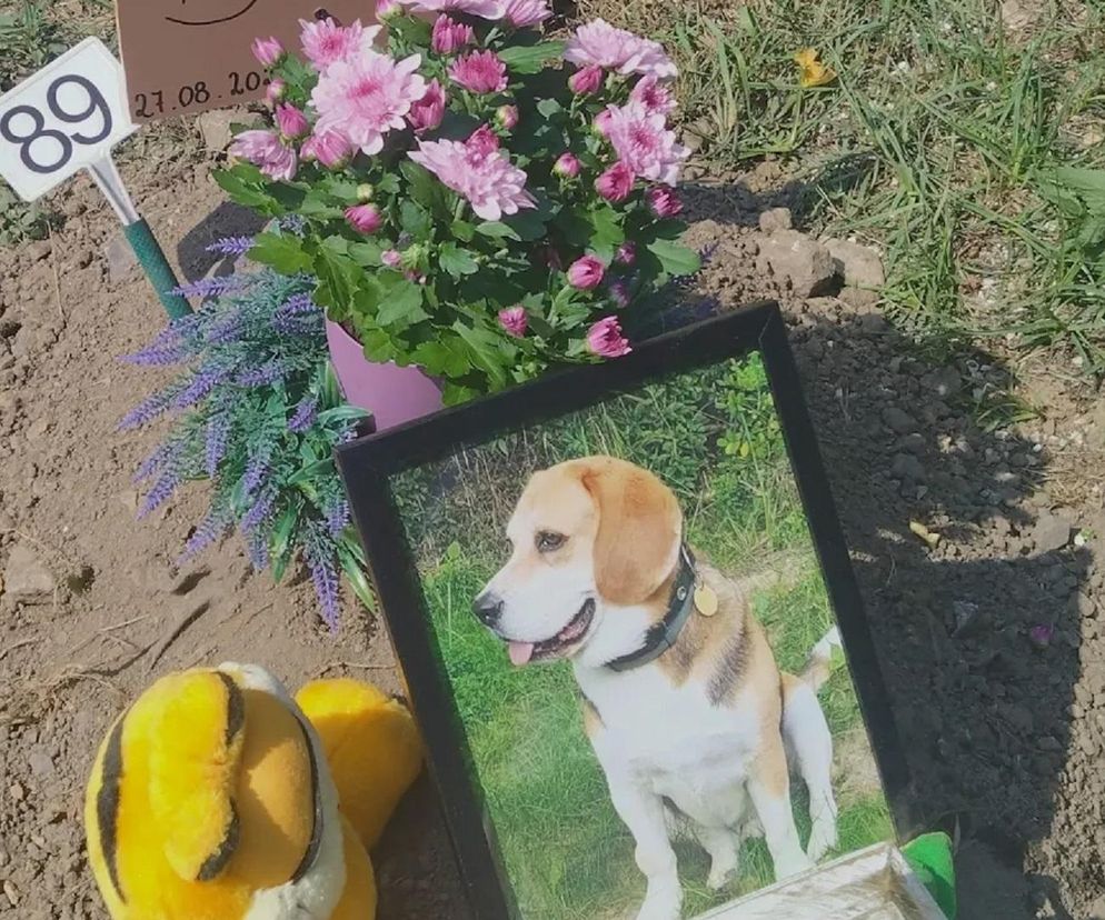 W całym woj. śląskim jest tylko jeden taki cmentarz. Miejsce, gdzie pamięć o pupilu nie umiera