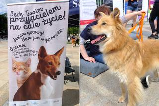 Na Placu Litewskim szukały kochających ludzi. Kto? Psy ze schroniska dla bezdomnych zwierząt w Lublinie (VIDEO, ZDJĘCIA)