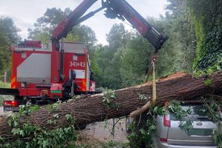 Burza widmo w Toruniu. Powalone drzewo zniszczyło samochód