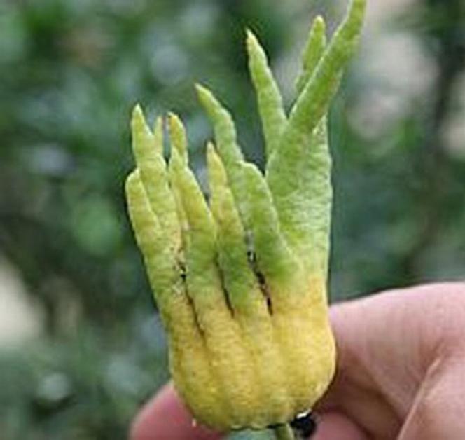 Rośliny egzotyczne - Ręka Buddy