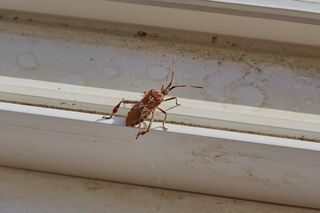 Gatunek inwazyjny pojawił się w polskich lasach. To przybysz z Ameryki!