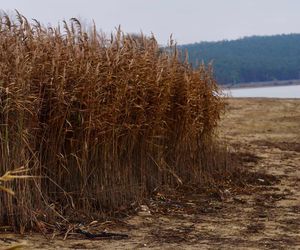 Mroczne klimaty nad zalewem brodzkim. Idealne na spacer dla fotografów