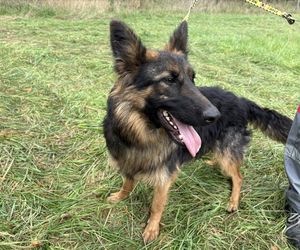 Tak dużo kotów dawno tam nie było. Schronisko w Henrykowie koło Leszna zaprasza na dni otwarte