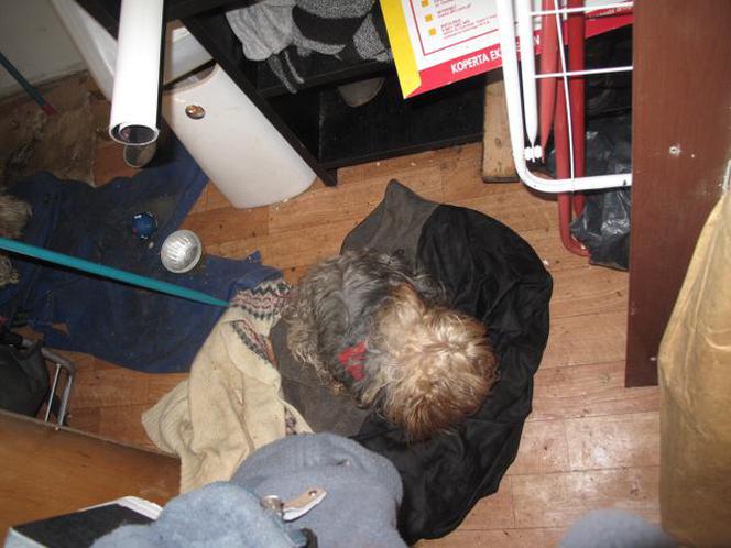 Tak wyglądało mieszkanie, w którym właściciel porzucił małe psiaki
