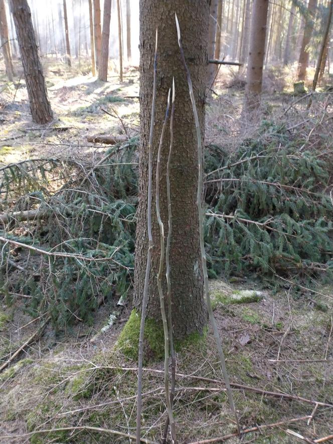 Rozpalili ognisko w lesie, żeby upiec kiełbaski. Mogło spłonąć 150 ha cennego lasu