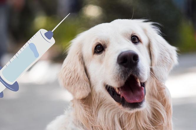Loteria szczepionkowa 2021: zwycięzcę wybrał... pies. To nie żart!