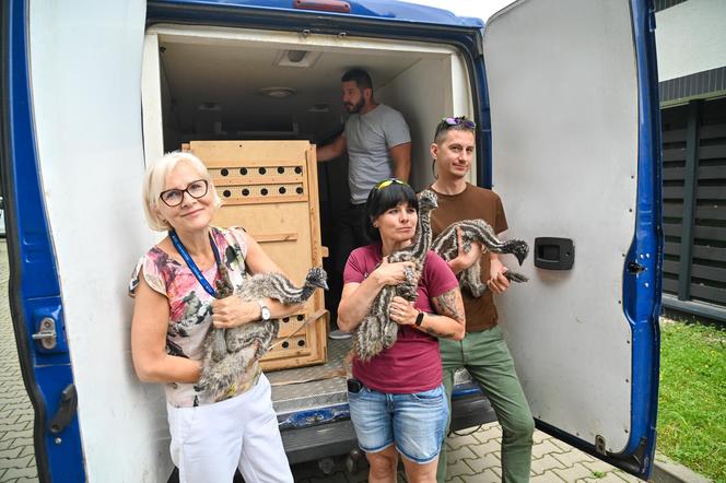 Pisklęta emu zamieszkają w poznańskim ZOO 